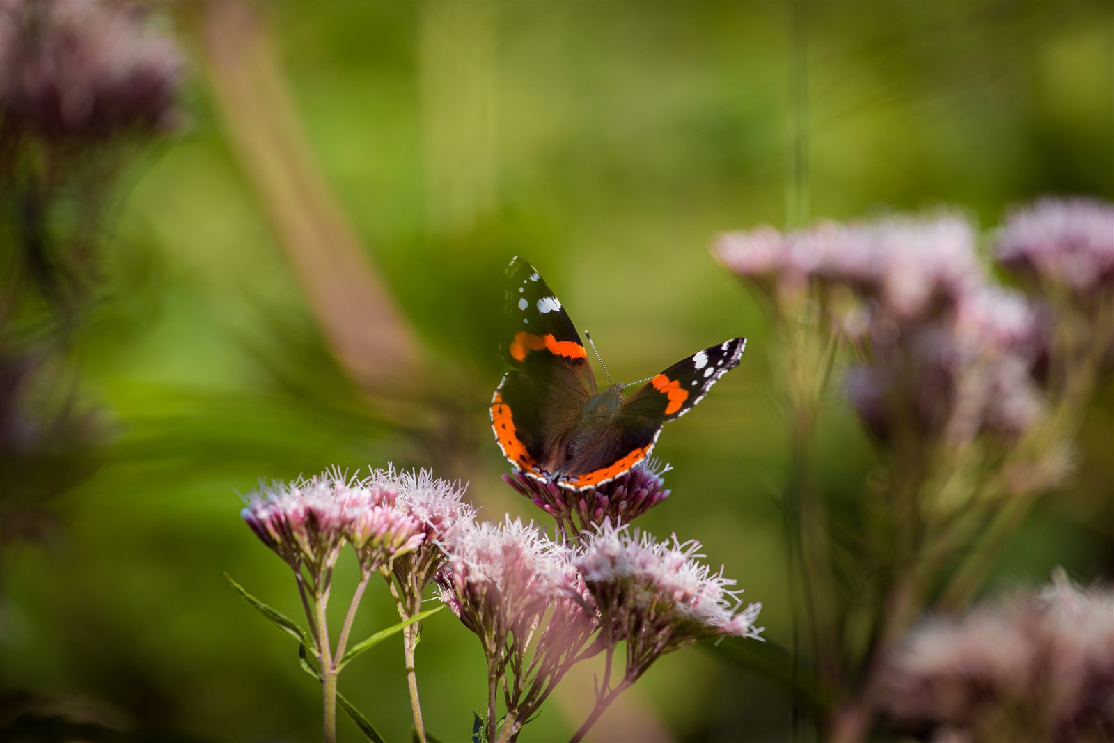 Tierfotografie von Viralbinus