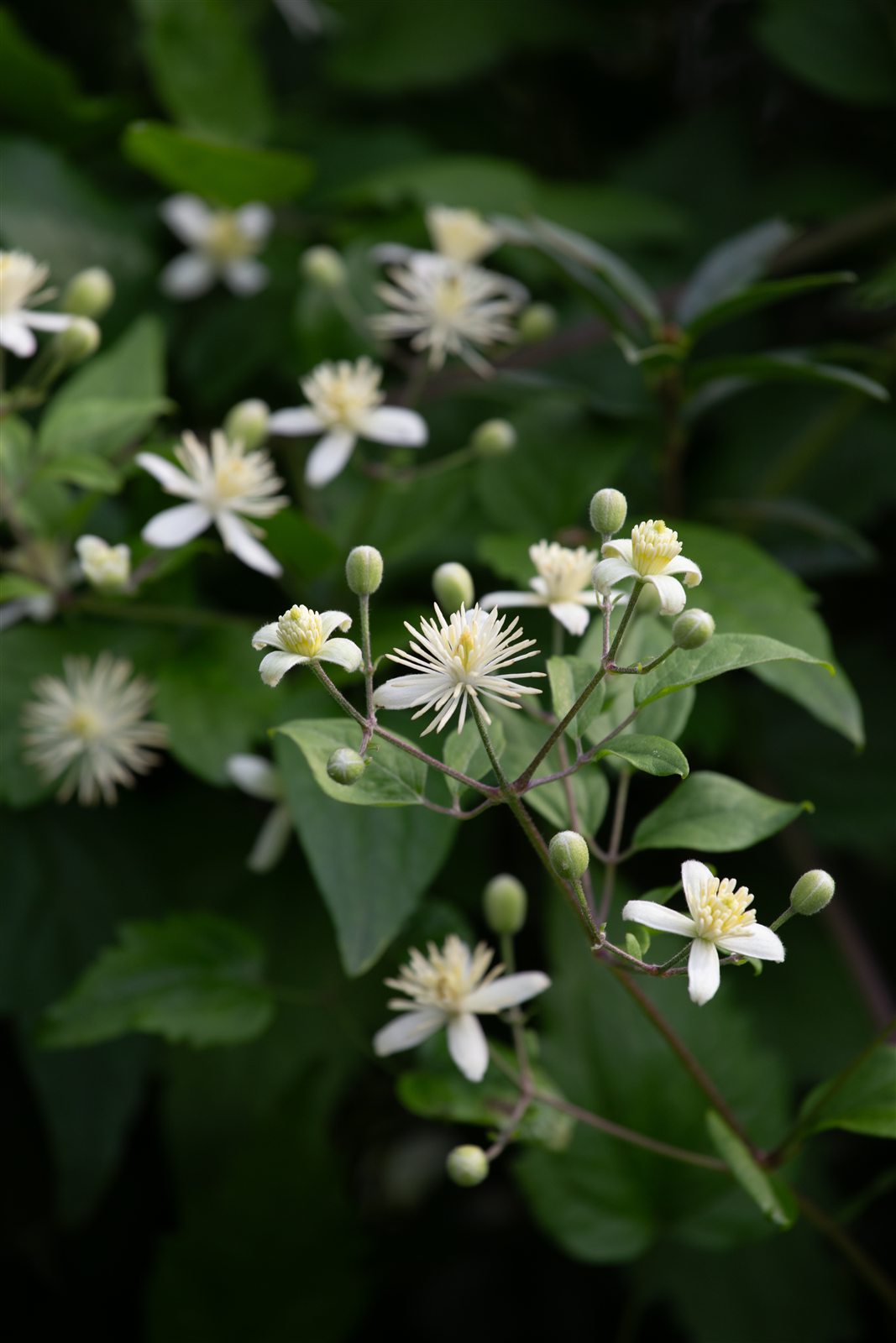 Naturfotografie von Viralbinus